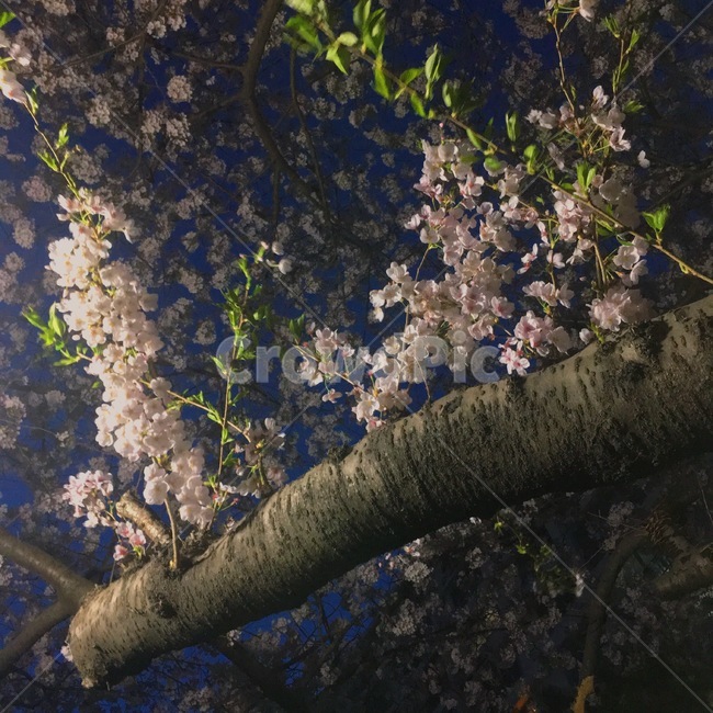 봄,벚꽃,꽃,밤,나무,자연,봄,계절,spring,season,plant,식물,flower,cherry blossom,blossom
