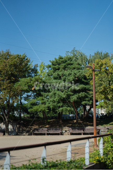 plant,식물,tree,나무,공원,하늘,잎