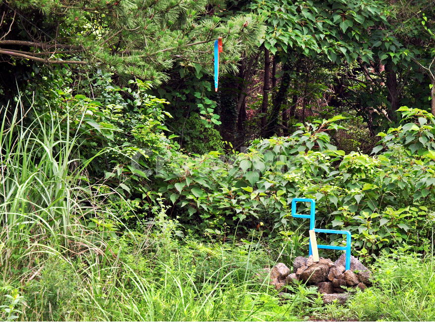 간세,올레표식,리본,솔숲,제주,올레19코스,올레길,숲길,제주도,jeju,jeju island,plant,식물