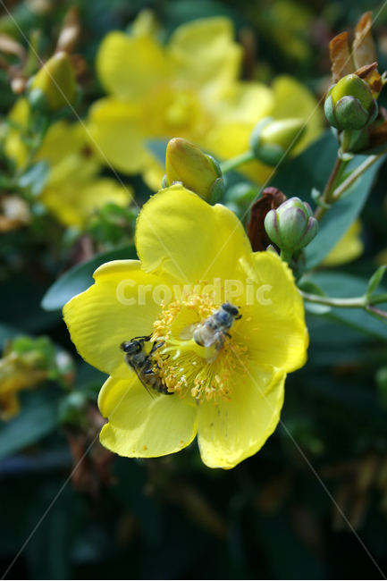 물레나물,식물,flower,plants,nature,꽃,꽃봉오리,꽃밭,벌,식물,자연,plants,nature,꽃,flower,동물,animal,곤충,벌레,insect,bug