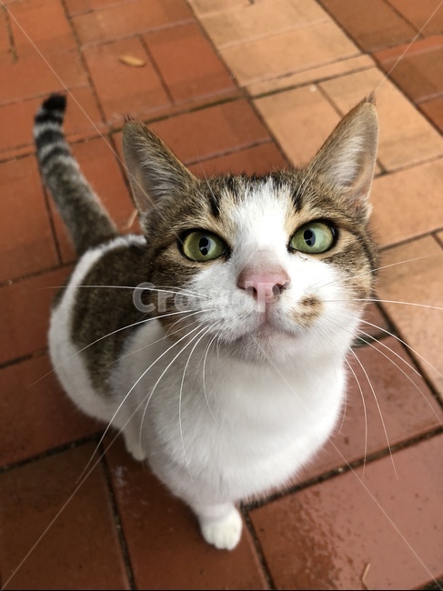 고양이,cat,길냥이,길고양이,pet,야옹,비,동물,animal,포유류,mammal,고양이,cat,kitten,kitty