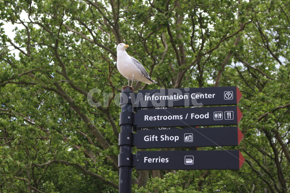 갈매기,새,표지판,자연,미국,bird,nature,sign,동물,animal,조류,새,birds