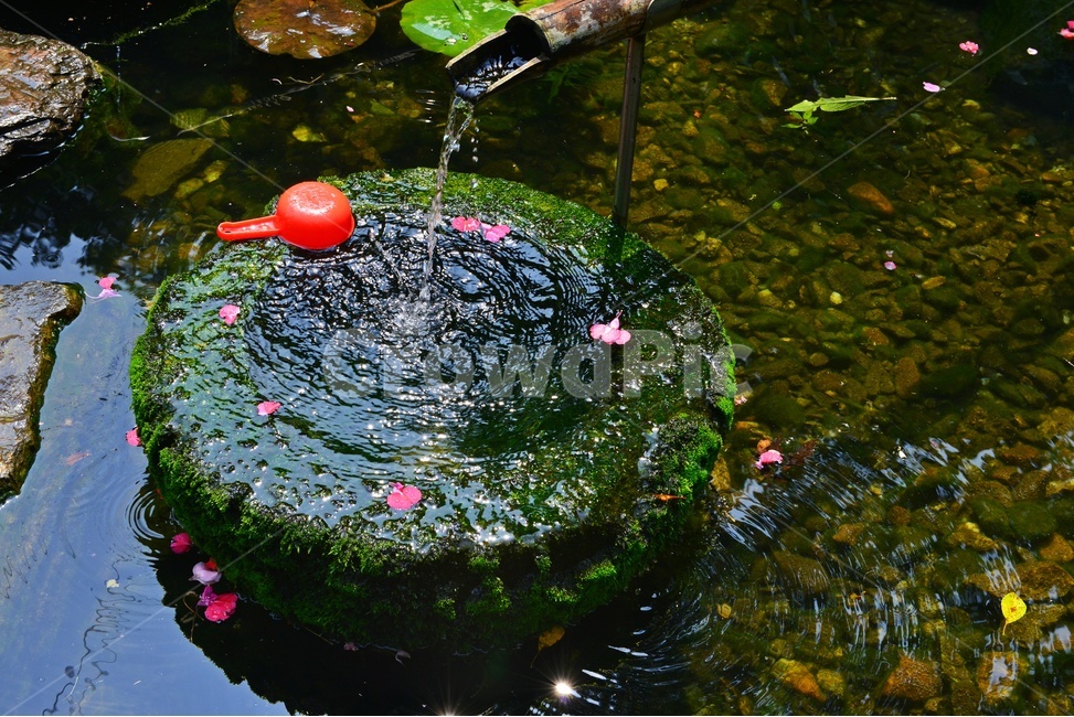 nature,자연,물,water,outdoors,옥외,plant,식물,flagstone,판석,돌다리,학독,돌학독,대나무,물흐름,식수,바가지,프라스틱,프라스틱바가지,낙엽유수,꽃잎
