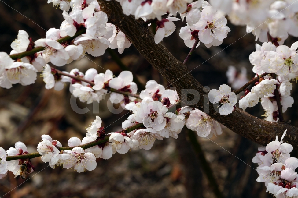 매화,꽃,나무,나뭇가지,산,봄,자연,플라워,꽃봉오리,flower,nature,spring,접사,macro,클로즈업,closeup,tree,숲,숲속,산림,삼림,조경,식물,plants,봄꽃,감성,힐링,풍경,landscape,식물,자연,plants,nature,봄,계절,spring,season,꽃,flower,plant,blossom