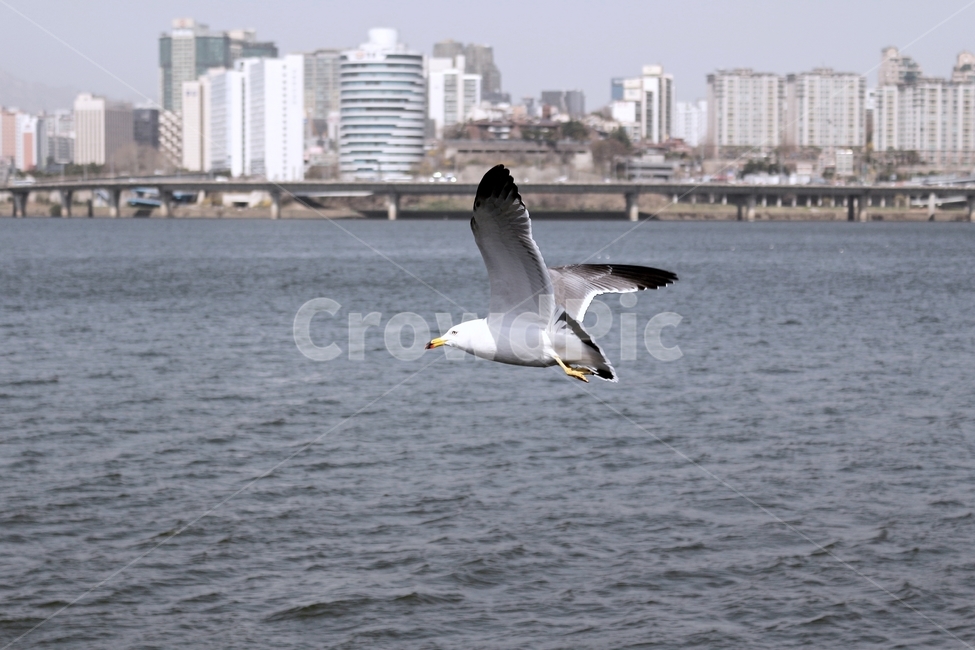 갈매기,새,조류,비행,fly,bird,blue,sky,하늘,푸르름,날개,wing,한강,동물,animal,조류,새,birds