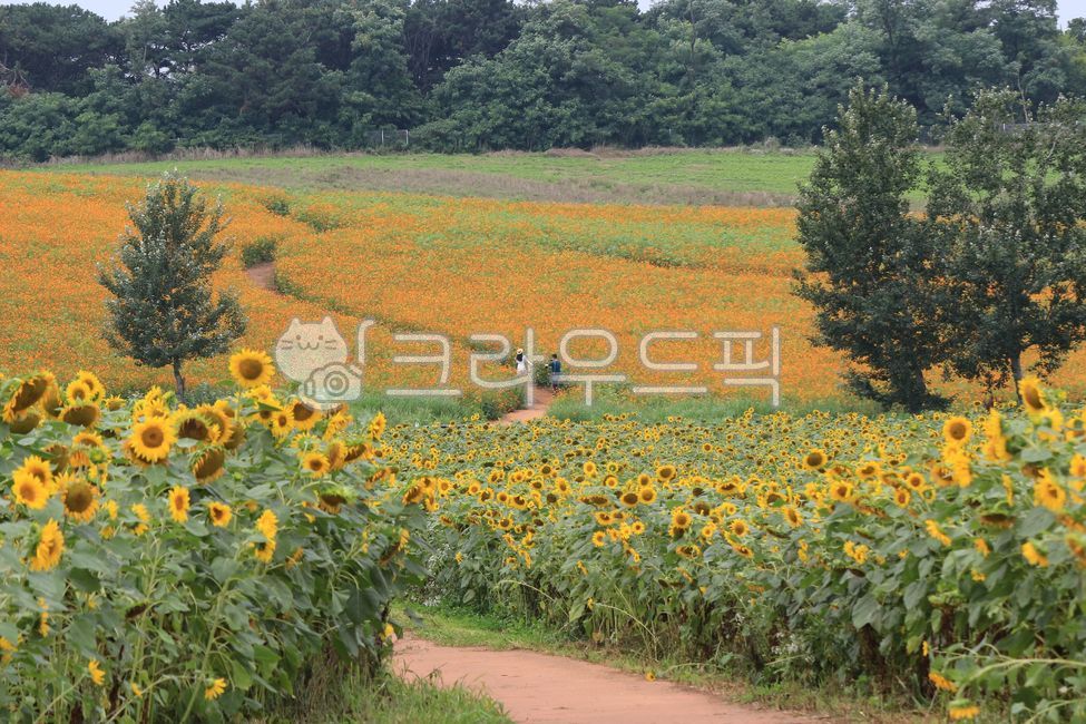 outdoor,Anseong Farm Land,nature,Anseong,plant,sight,farmland,sunflower