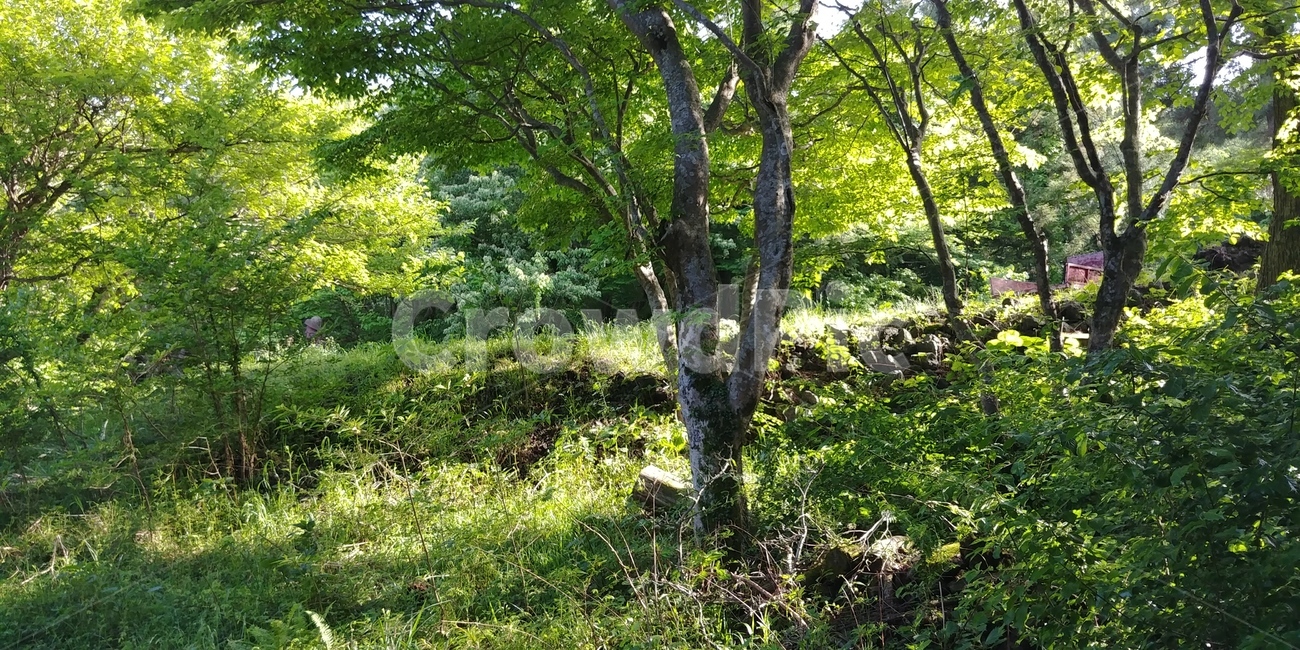 나무,식물,숲,tree,plant,햇빛,햇살,맑음,여름,summer,sunshine