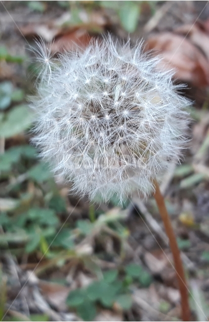 plant,식물,꽃,민들레,이쁜,가벼운,blossom,flower,하얗,날다,식물,자연,plants,nature