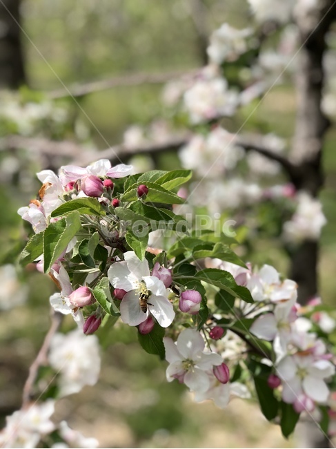 blossom,flower,사과나무,꽃,사과꽃
