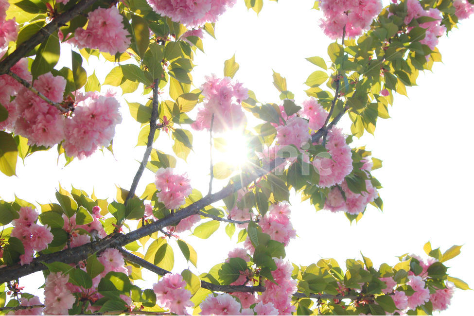 감성사진,봄,꽃,풍경,자연,flower,pink,white,light,빛,색감,하늘,sky,spring,겹벚꽃,벚꽃,봄,계절,spring,season,식물,자연,plants,nature,꽃,flower,휴식,힐링,rest,relaxation,healing,plant,blossom