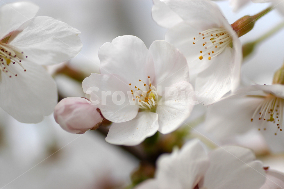 벚꽃,꽃,봄,봄꽃,식물,자연,계절,꽃잎,봄사진,봄이미지,예쁜,화려한,만개,만발,야생화,봄,계절,spring,season,식물,자연,plants,nature,꽃,flower,plant,geranium,제라늄,blossom