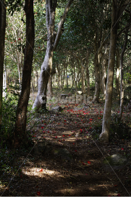 숲,낙화,동백나무,동백꽃,꽃,flower,계절,봄,spring,자연,풍경,nature,landscape,식물,plants,나무,trees,wood,ground,바닥,tree,plant,tree trunk,나무 줄기