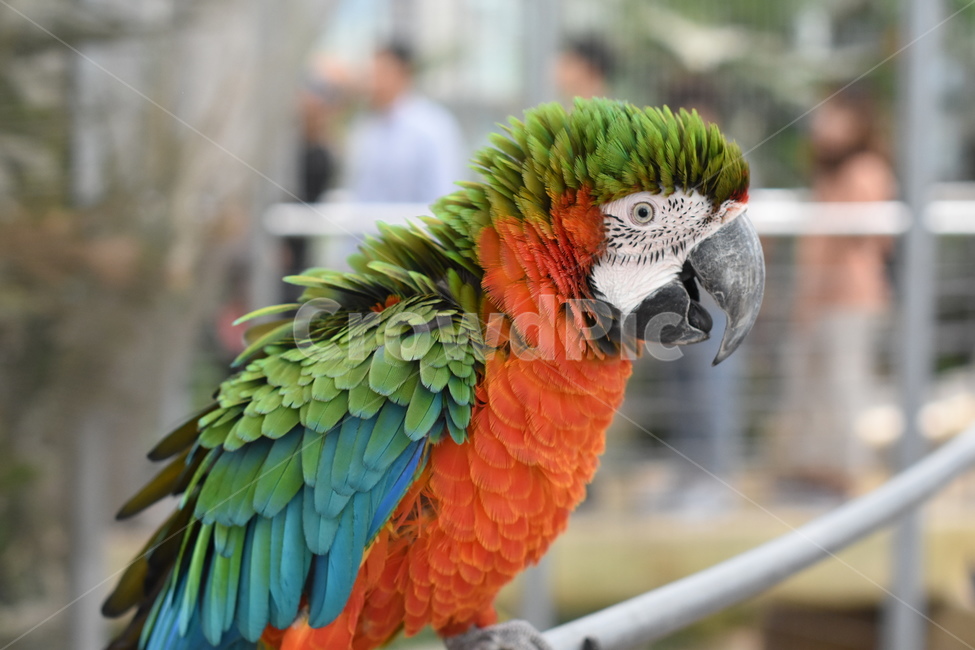 앵무새,조류,동물원,새,동물,예쁜새,동물,animal,조류,새,birds