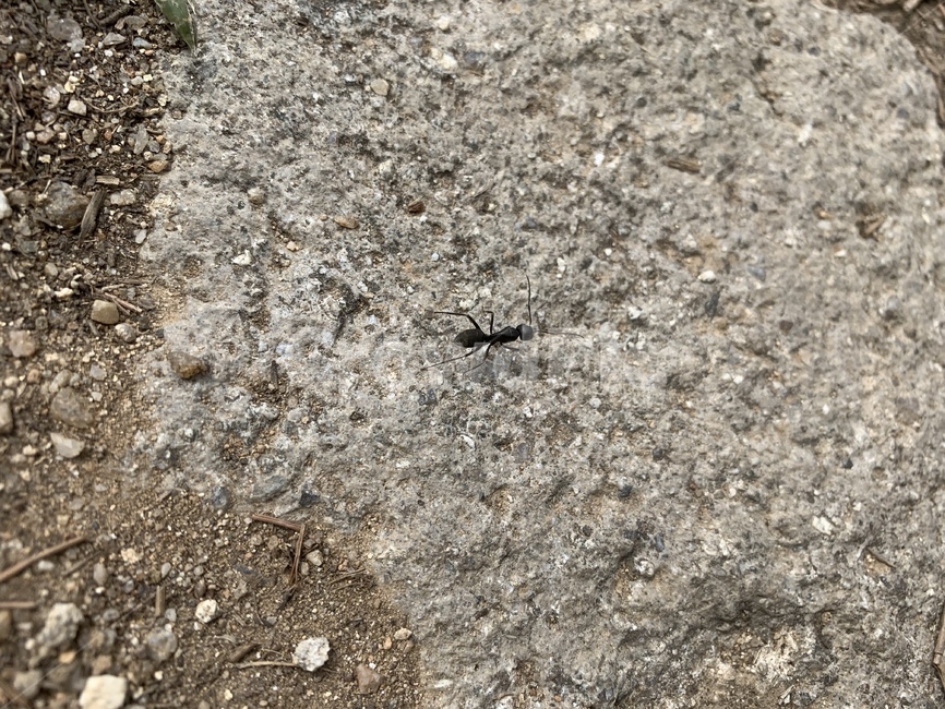 개미,돌,ant,곤충,벌레,동물,animal,곤충,벌레,insect,bug