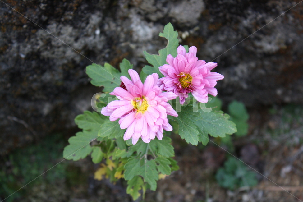 꽃,핑크,화려,화사,밝음,맑음,기쁨,식물,자연,plants,nature,꽃,flower