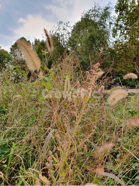 잔디,식물,plant,강아지풀,단풍,식물,자연,plants,nature,꽃,flower
