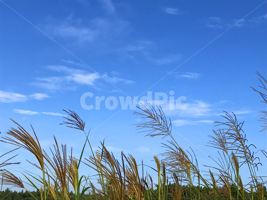 plant,식물,하늘,sky,구름,억새,가을,가을,계절,fall,autumn,season,식물,자연,plants,nature,grass,잔디,lawn