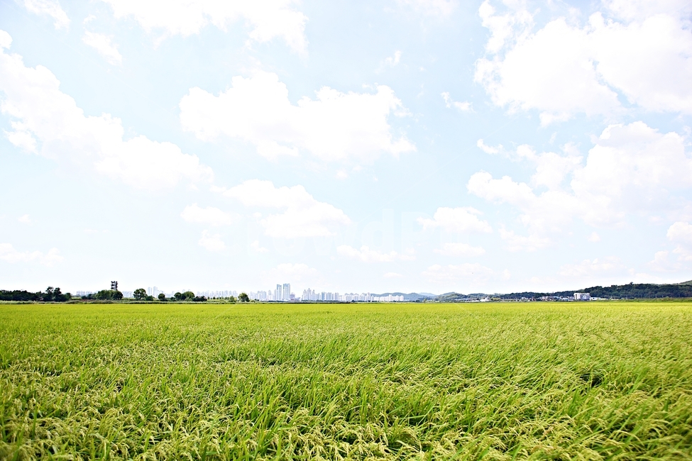 벼,곡식,쌀,논,농업,농사,들,자연,풍경,하늘,구름,자연,풍경,nature,landscape,field,outdoors,옥외,grassland,목초지