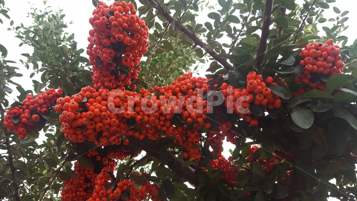 열매,빨간색,자연,나무,시골,식물,자연,plants,nature,과일,열매,fruit