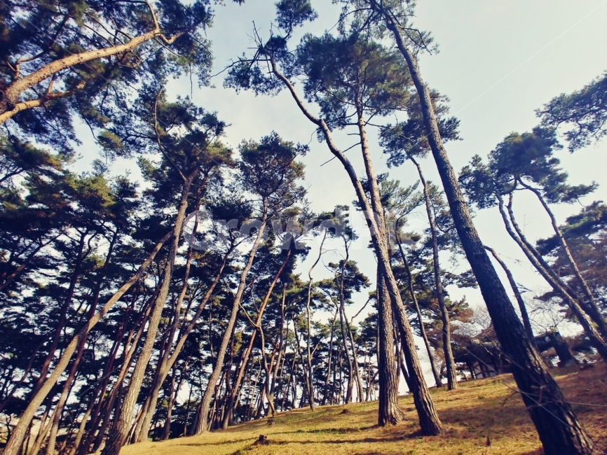 소나무,장송,나무,조경,풍경,자연,풍경,nature,landscape,식물,plants,나무,trees,wood,tree,plant
