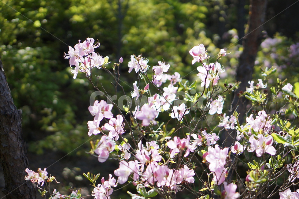 산철쭉꽃,핑크,빛,봄,산,봄,계절,spring,season,식물,자연,plants,nature,꽃,flower,plant,geranium,제라늄,blossom
