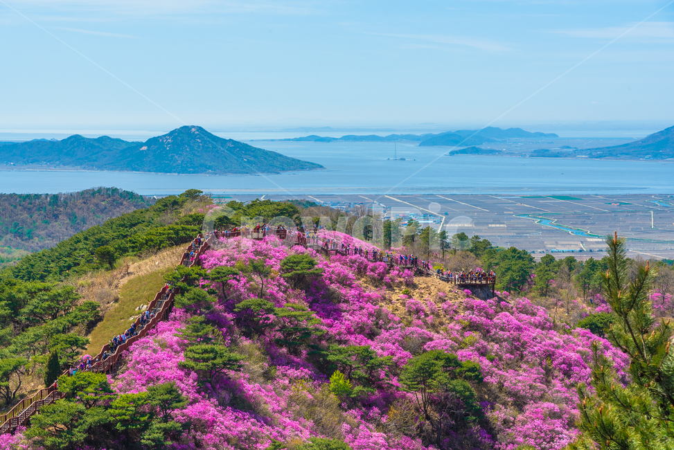 진달래꽃,진달래축제,강화도고려산,고려산진달래,봄꽃,꽃축제,자연,풍경,nature,landscape,한국자연풍경,한국자연경관,korea nature landscape,사람들,대중,군중,other people,crowd,outdoors,옥외