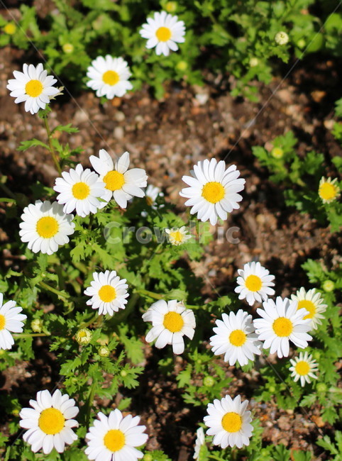 꽃,봄,하늘,오름,제주,봄,계절,spring,season,식물,자연,plants,nature,꽃,flower,plant,daisy,데이지,daisies,blossom