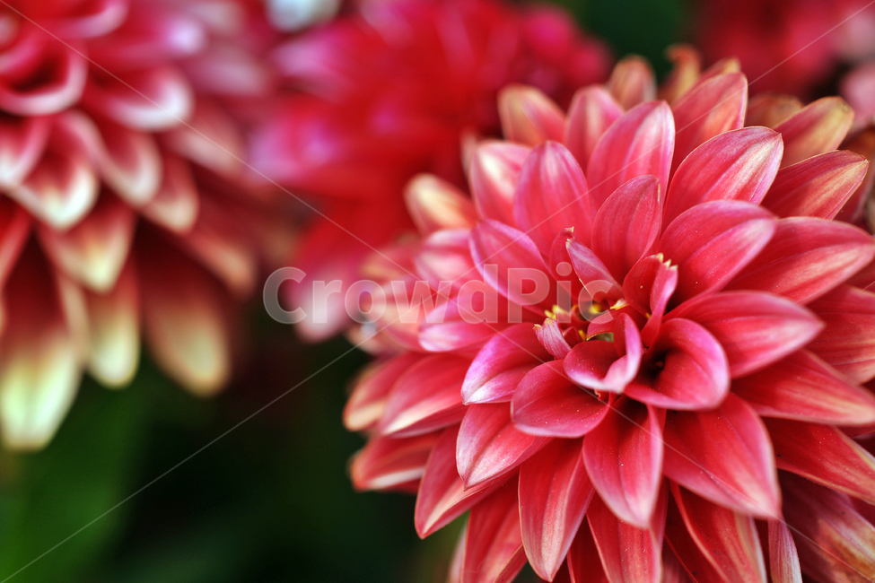 다알리아,멕시코,고지대,관상용,감사,속씨식물,식물,자연,plants,nature,꽃,flower