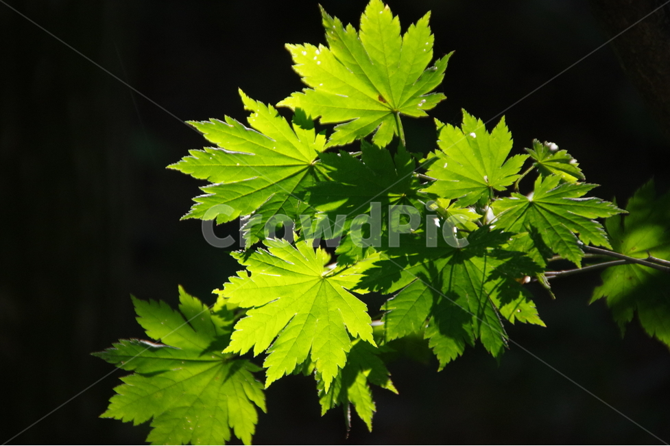 단풍,잎,단풍나무,여름,빛,푸른,푸르름,식물,자연,plants,nature