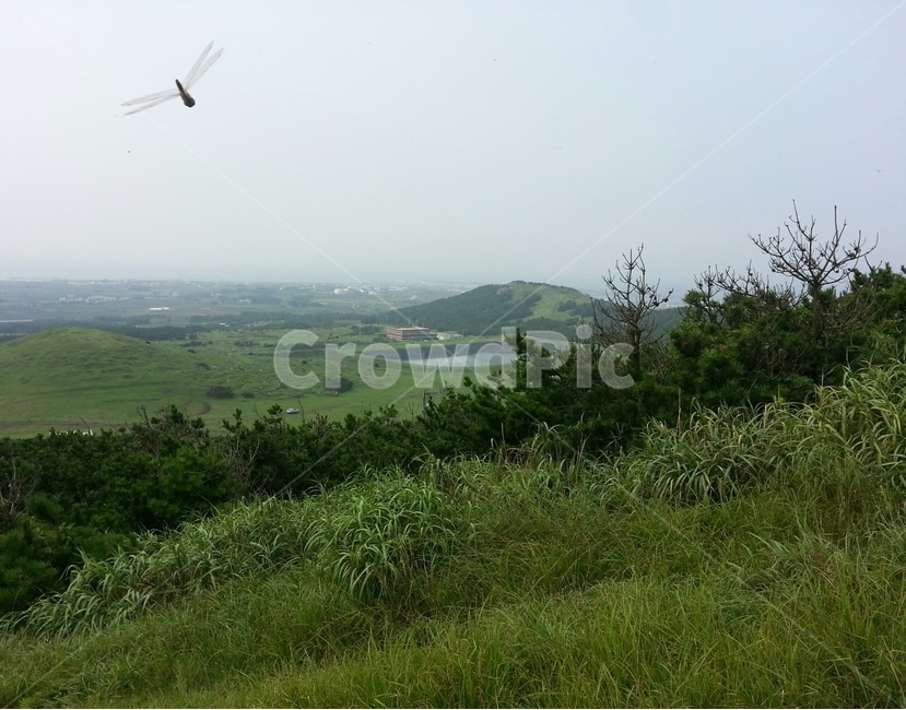 제주도,잠자리,풍경,하늘,모험,landscape,animal