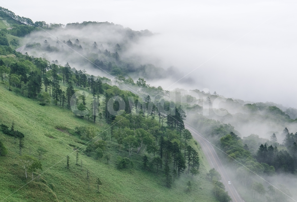 안개,해무,산,도로,일본,훗카이도,비호로,침엽수,여름,초록,자연,풍경,nature,landscape,weather,날씨,outdoors,옥외