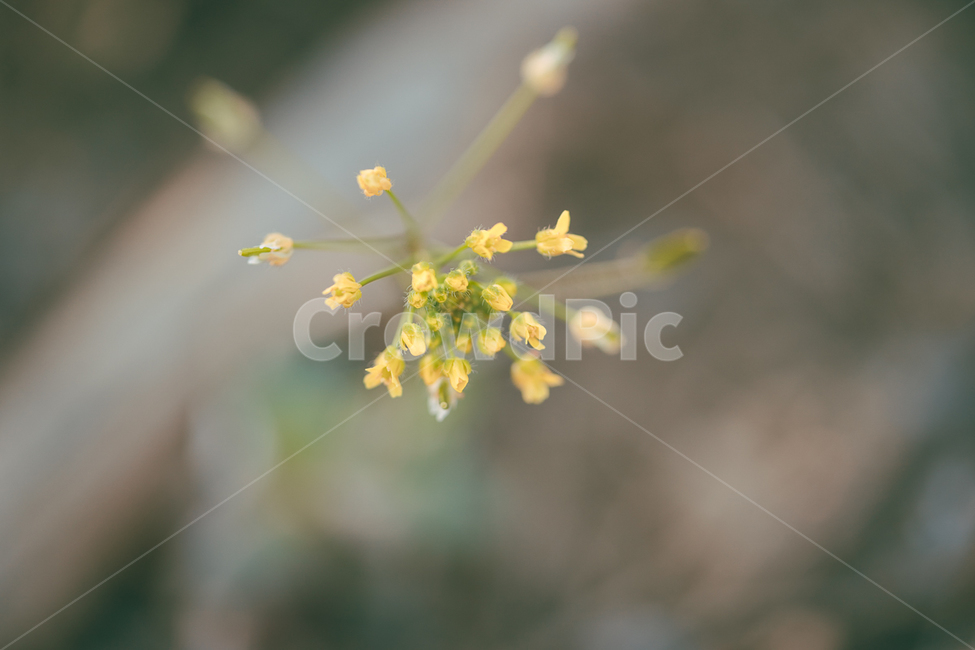 꽃,flower,식물,야생화,꽃다지,봄,계절,spring,season