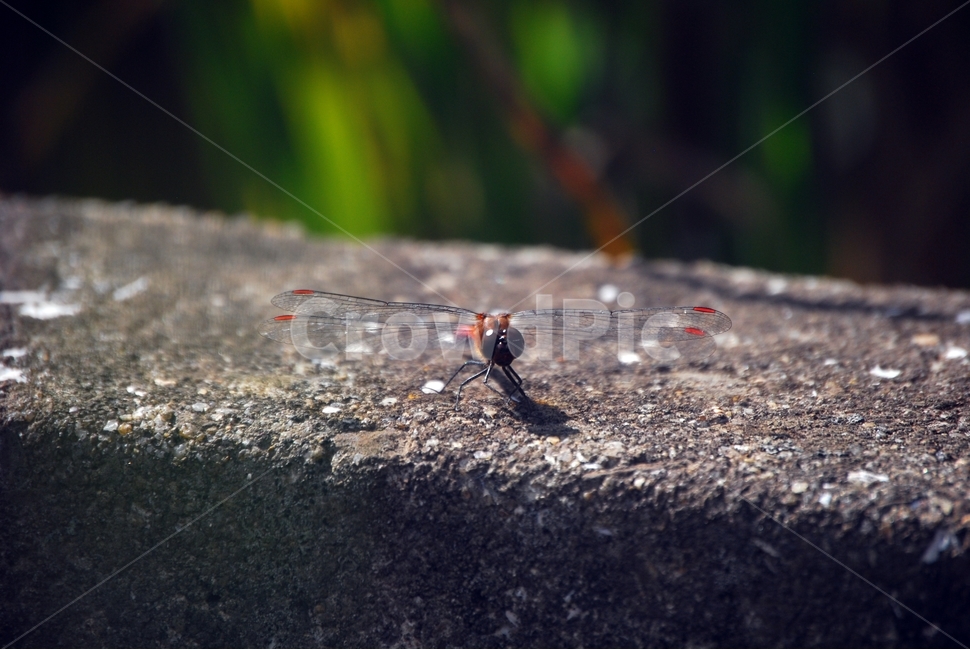 잠자리,곤충,고추잠자리,가을,시멘트벽,계절,동물,animal,곤충,벌레,insect,bug