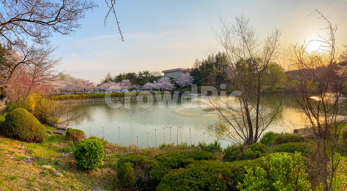 벚꽃,봄꽃,봄,꽃,flower,water,물,자연,nature,cherryblossom,blossom,파노라마,식물,plant,호수