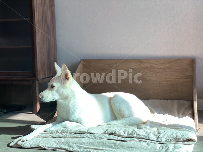 furniture,가구,실내,강아지,dog,puppy,animal,진돗개