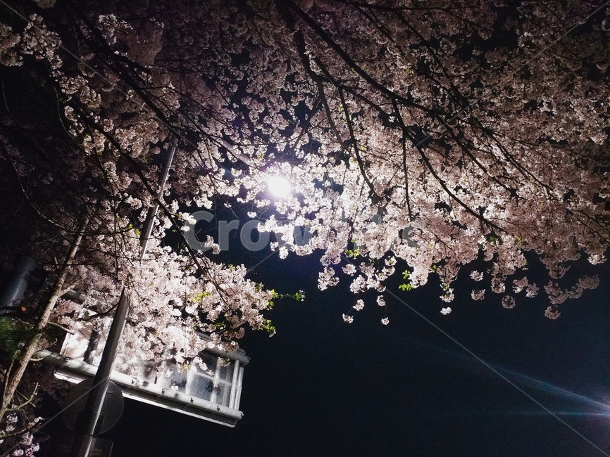 벚꽃,cherryblossom,봄,밤벚꽃,가로등,봄,계절,spring,season,야경,밤,풍경,nightscape,night,landscape,plant,식물,cherry blossom,blossom,꽃,flower