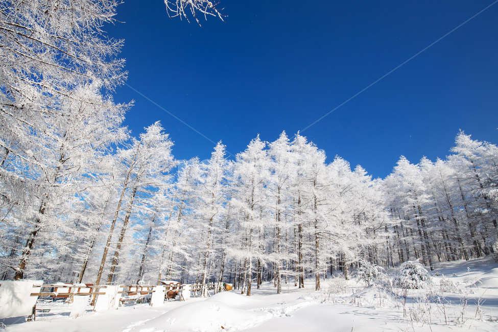 설경,눈꽃,만항재,강원도,겨울,함백산,정선,나무,풍경,산,outdoors,nature,tree,snow,winter,blue,white,파랑,화이트,눈,벤치,풍경배경,배경,겨울배경,겨울,계절,winter,season
