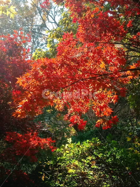 낙엽,단풍,落葉,leaves,나뭇잎,단풍나무,식물,maple,낙엽활엽관목,잎,계절,가을,자연,풍경,outdoors,옥외,fallautumnseason,naturelandscape,풍경사진,붉은단풍,가을,계절,fall,autumn,season,leaf,plant,tree,나무