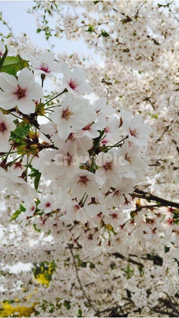 꽃,벚꽃,봄,봄꽃,flower,cherryblossom,cherryblossoms,pinkflowers,spring,springtime,springflower,체리블라썸,꽃잎,감성,봄,계절,spring,season,식물,자연,plants,nature,꽃,flower,plant,blossom