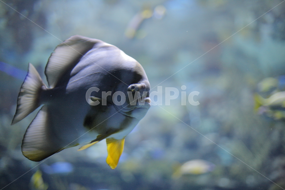 물고기,수족관,수중생물,아쿠아리움,aquarium,fish,동물,animal,어류,물고기,fish