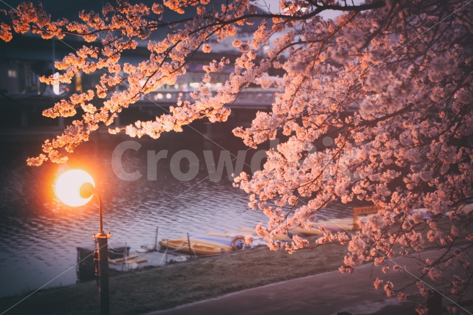 봄,벚꽃,밤,저녁,밤벚꽃,꽃,꽃나무,나무,spring,cherryblossom,night,야경,nightphoto,nightphotography,tree,flower,nature,자연,풍경,landscape,봄,계절,spring,season,식물,자연,plants,nature,꽃,flower,감성,sensible,feeling,색깔,색상,색채,색감,color sense,color sensitivity,feeling of color,plant