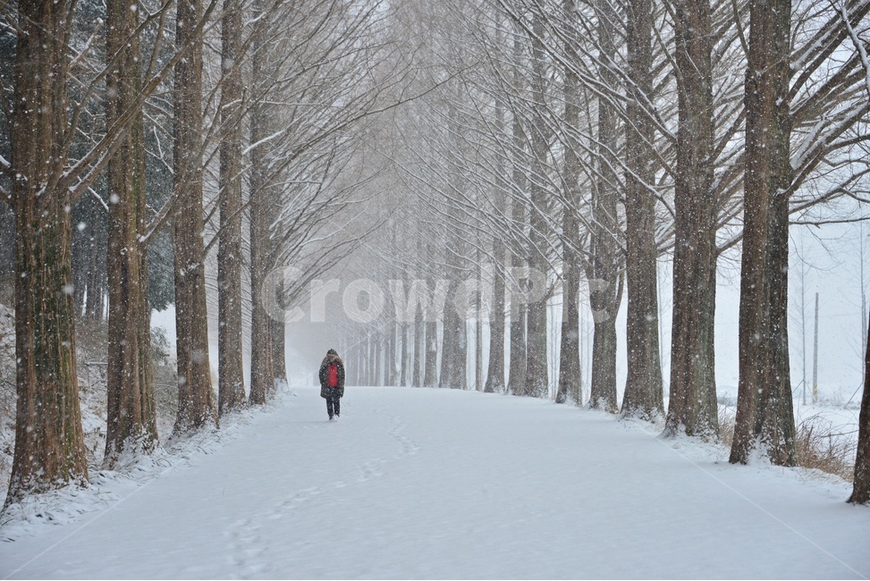 nature,자연,outdoors,옥외,snow,눈,blizzard,눈보라,storm,폭풍,winter,겨울,person,사람,human,인간,담양,메타길,메타스콰이어길,메타길설경,설경,겨울,계절,winter,season,자연,풍경,nature,landscape