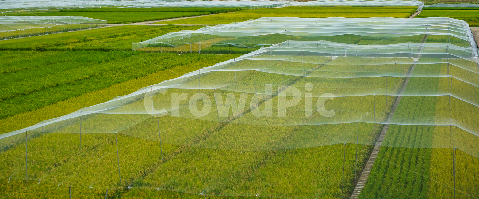 논,벼,벼농사,그물망,농사,곡식,곡류,자연,풍경,산업,industry,industrial,농업,농사,agriculture,farming,farming industry
