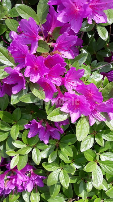 꽃,blossom,식물,flower,제라늄