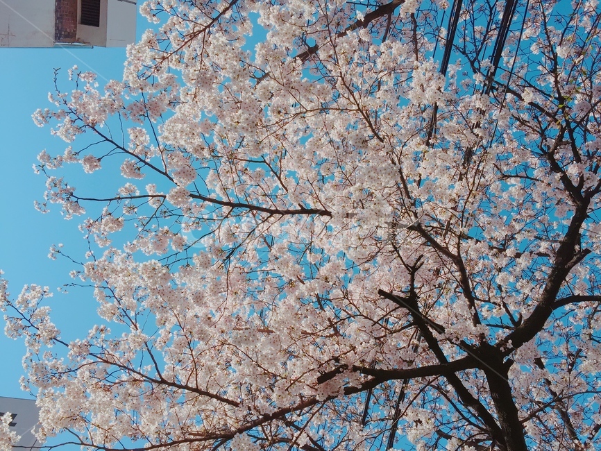 봄,벚꽃,cherryblossom,flowers,풍경,봄꽃,벚꽃나무,계절,springseason,식물,자연,plants,nature,꽃,flower,나무,trees,wood,감성,sensible,feeling,하늘,구름,sky,cloud,양떼구름