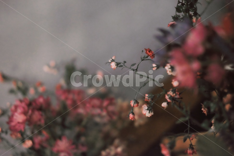 꽃,꽃다발,장미,식물,조화,감성,식물,자연,plants,nature,꽃,flower,감성,sensible,feeling