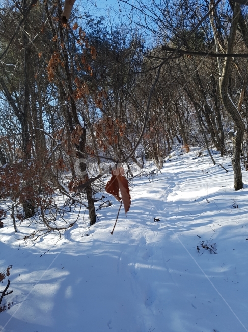 마지막잎새,겨울,길,바램,생명,겨울,계절,winter,season,자연,풍경,nature,landscape,tree,나무,plant,식물