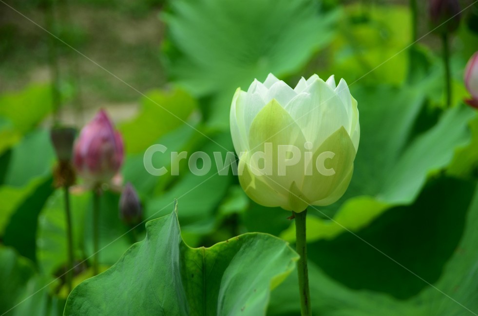 연꽃,수생식물,수련과,청결,신성,여러해살이풀,식물,자연,plants,nature,꽃,flower