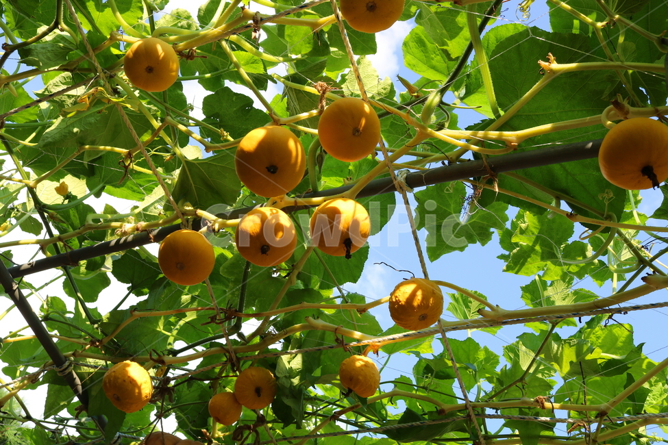 박,호박,식물,덩굴식물,열매,넝쿨식물,자연,식물,자연,plants,nature,과일,열매,fruit