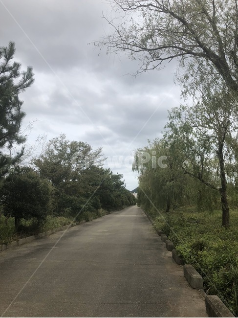 road,도로,아스팔트,나무,길